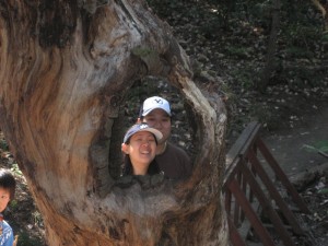 The photo tree